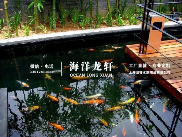 锦鲤鱼池案例