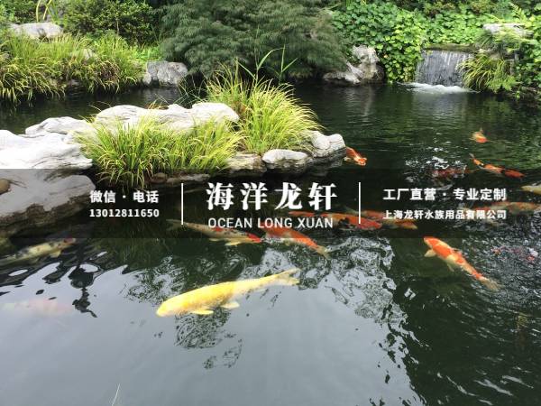 锦鲤鱼池案例