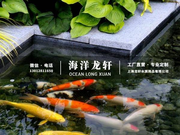 锦鲤鱼池案例