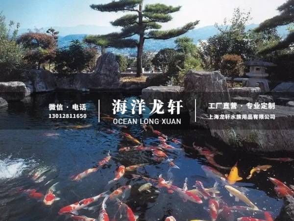 锦鲤鱼池案例